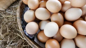 Barnevelder Chicken Breed