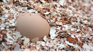 Should You Crush Eggshells or Leave Them Whole?