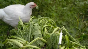 What Vegetables Can Chickens Eat