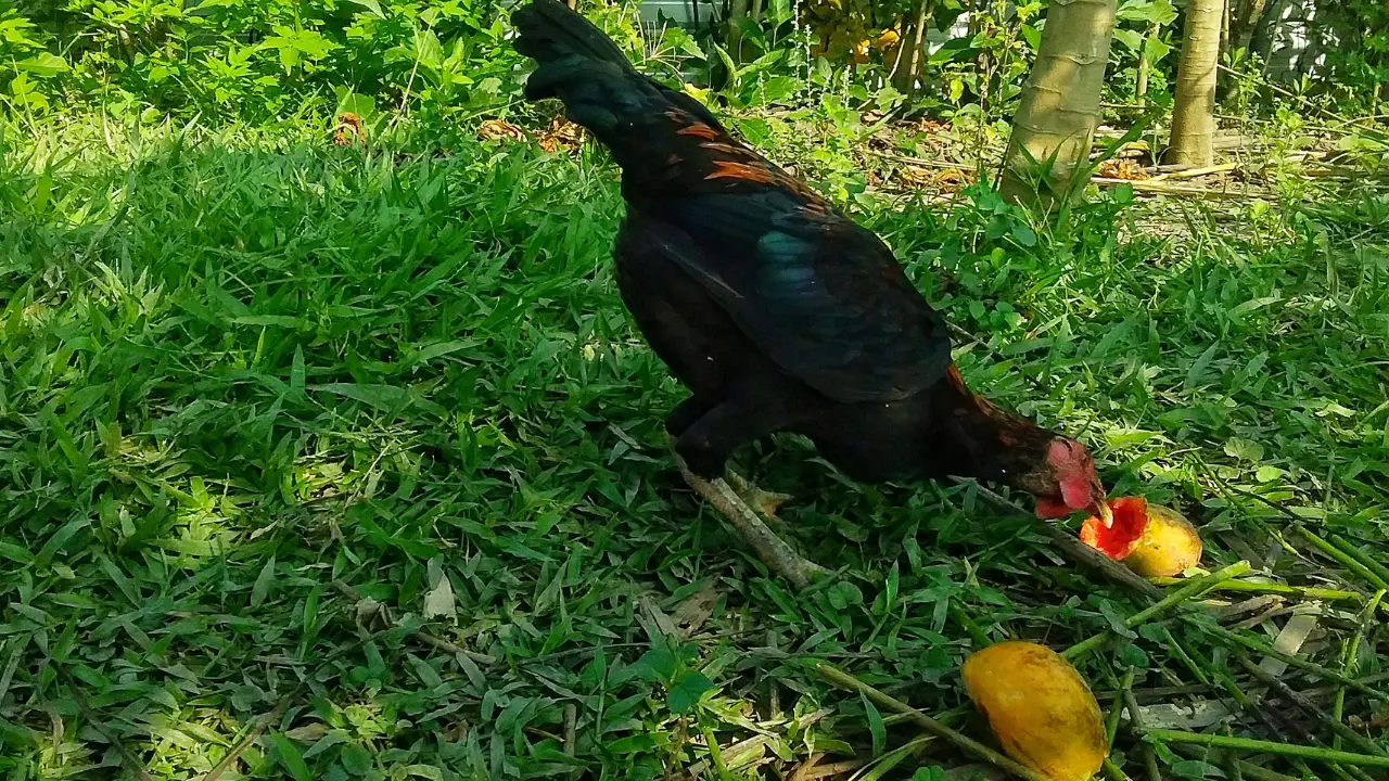 Farming Techniques