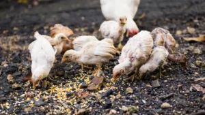 do chickens have taste buds?