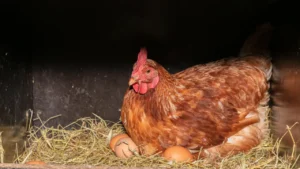 how to get hens to lay in nest boxes