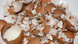 Can Chickens Eat Eggshells