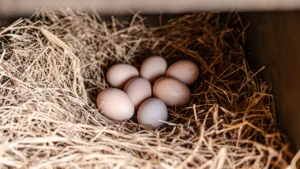 how to get hens to lay in nest boxes